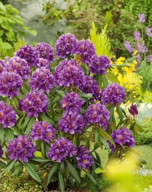 Rhododendron (Trandafir de Munte )