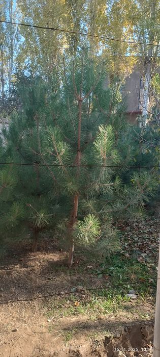 Крис сасналар бор