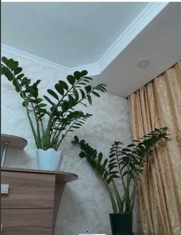 Цветы комнатные, домашние сами растили.