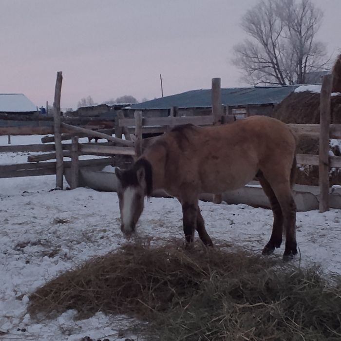 Кунадар 20бас еркек