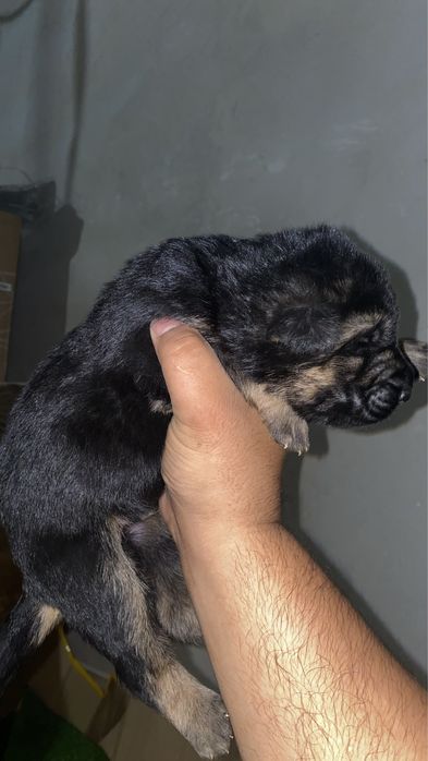 Продается Щенки! НО