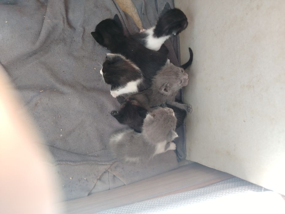 Adopți pisoiasi deparazitați