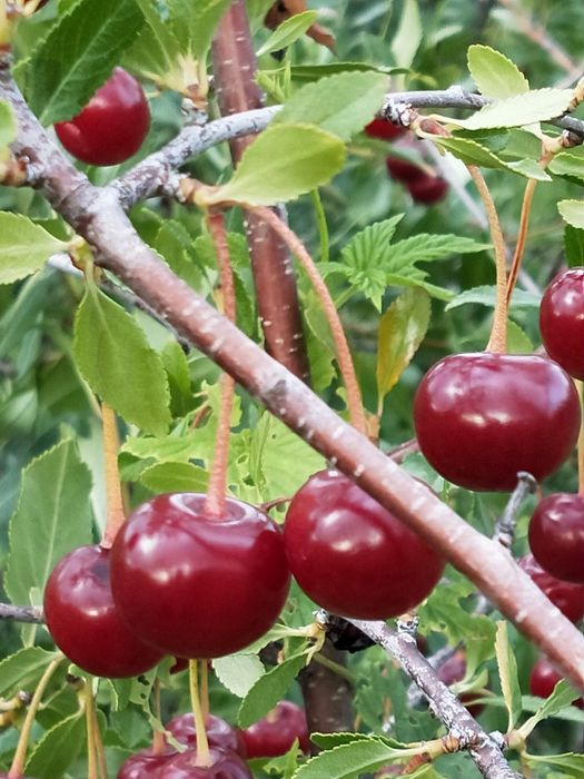 Продаю свежемороженую вишню