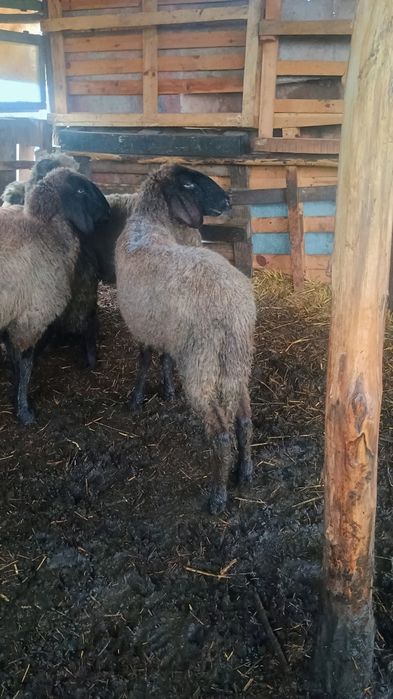 vând 5 miele și un berbec