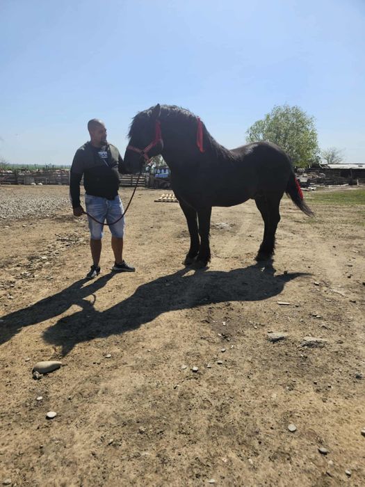 Mânza de 2 ani jumate