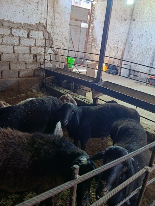 Qoylar 3400 milondan boshlanadi