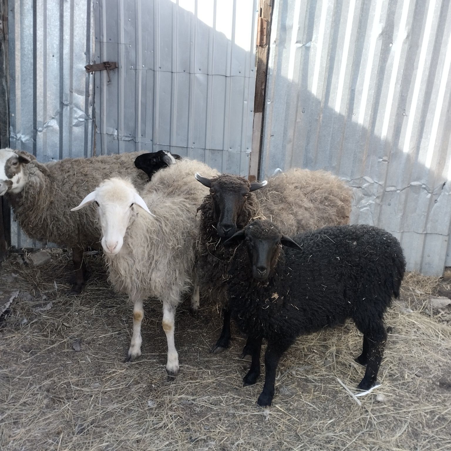 Продам овечек с ягнятами