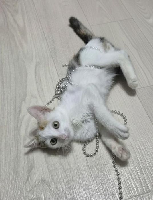 Котенок девочка в добрые руки