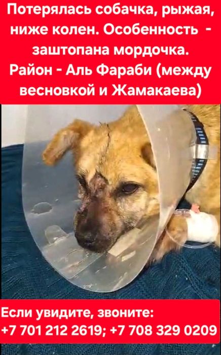 Потерялась собачка