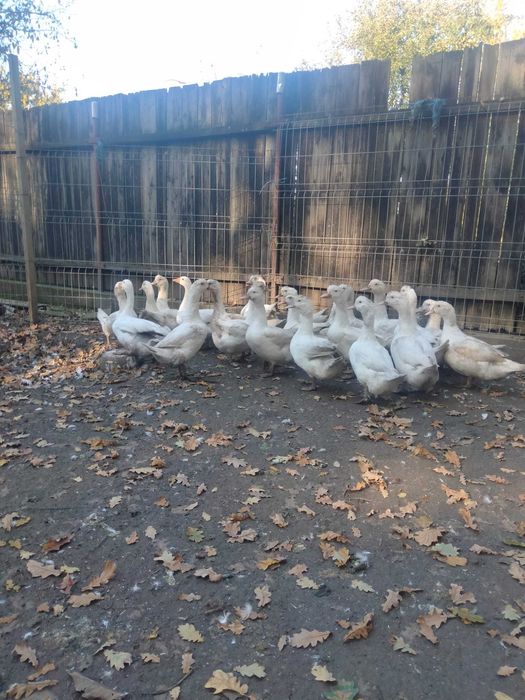 Vand Rate Murland, greutate intre 4 si 5 kg