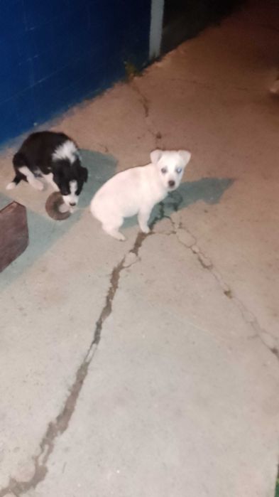 Catei Pentru Adoptie S.O.S