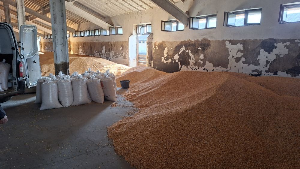 Porumb boabe uscat la stas