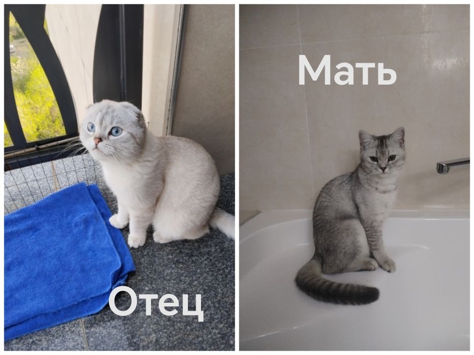 Шиншиллы и белоснежные голубоглазые.