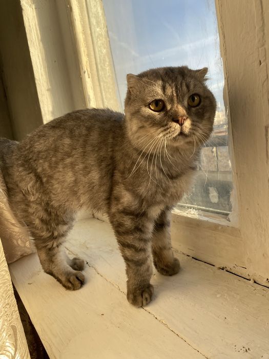 Вислоухий кот на вязку