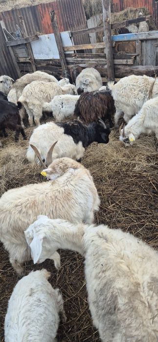 Продам коз разного возраста