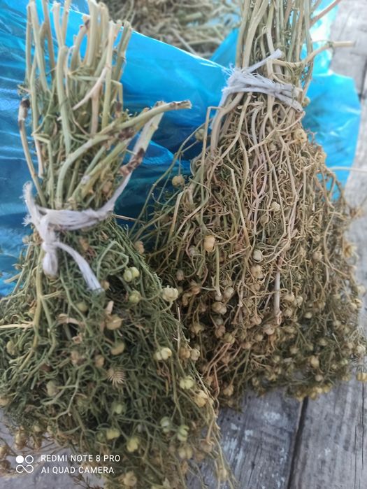 Шудың Адыраспаны .