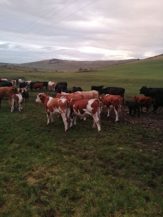 Vând vițele și juninci