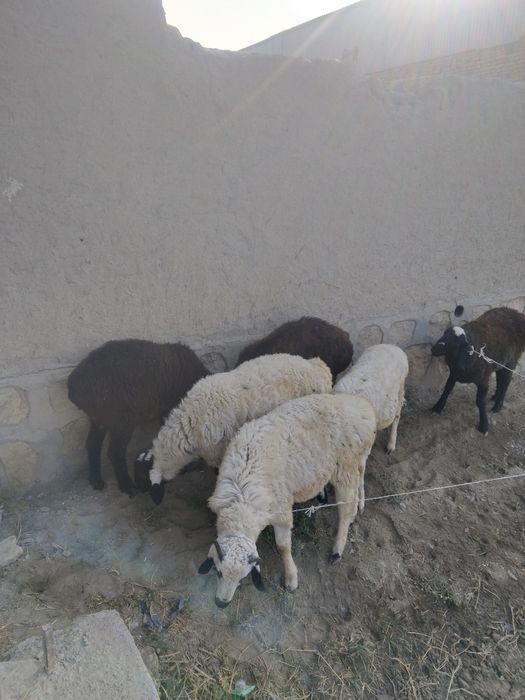 Qòchqor barralar sotiladi