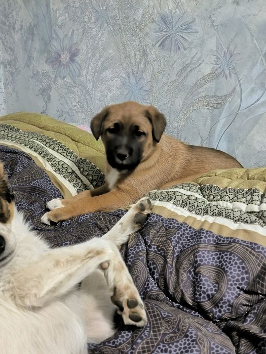 Щенята в добрые руки