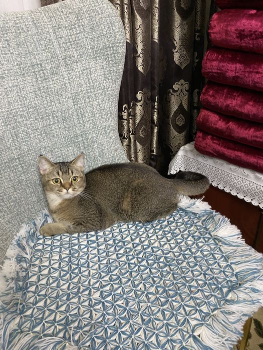 Toza paroda uyda boqilgan dakumentlari bor