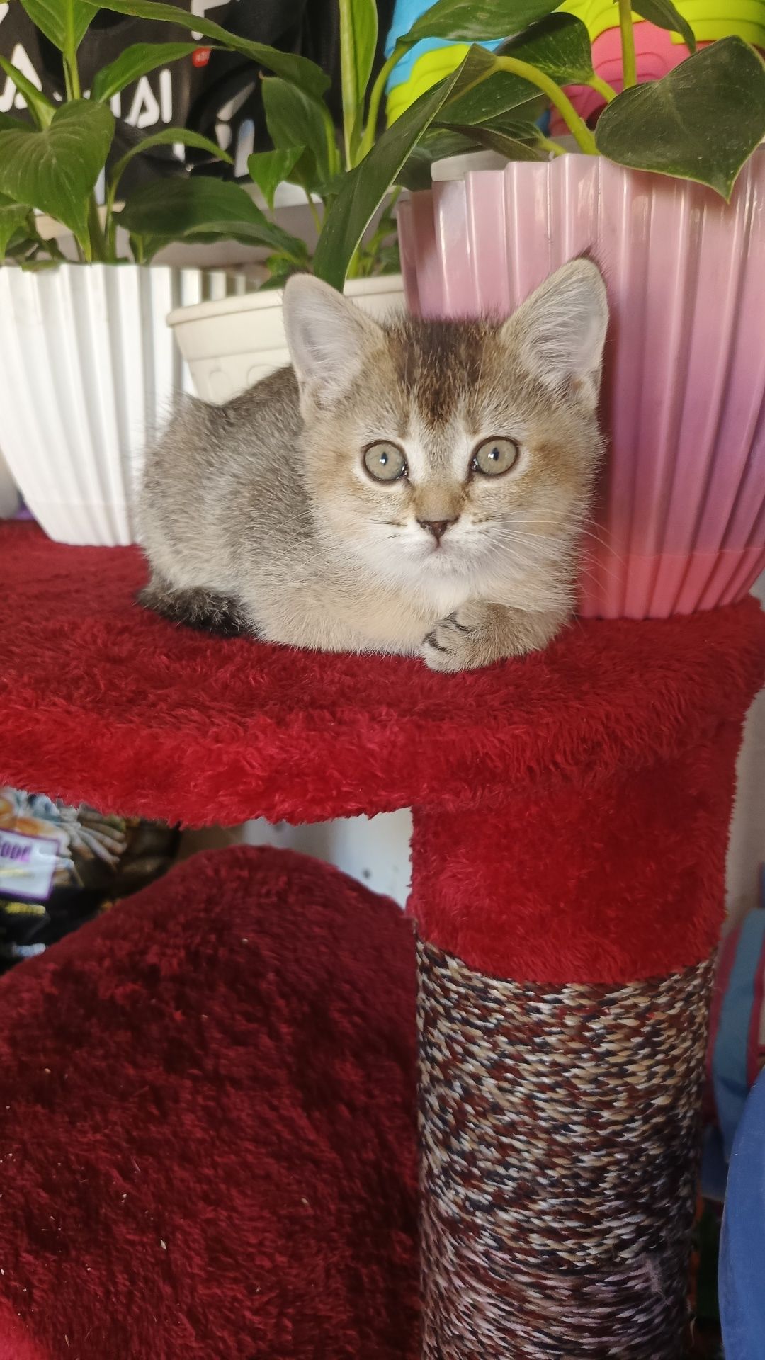 Продается шотландский котята