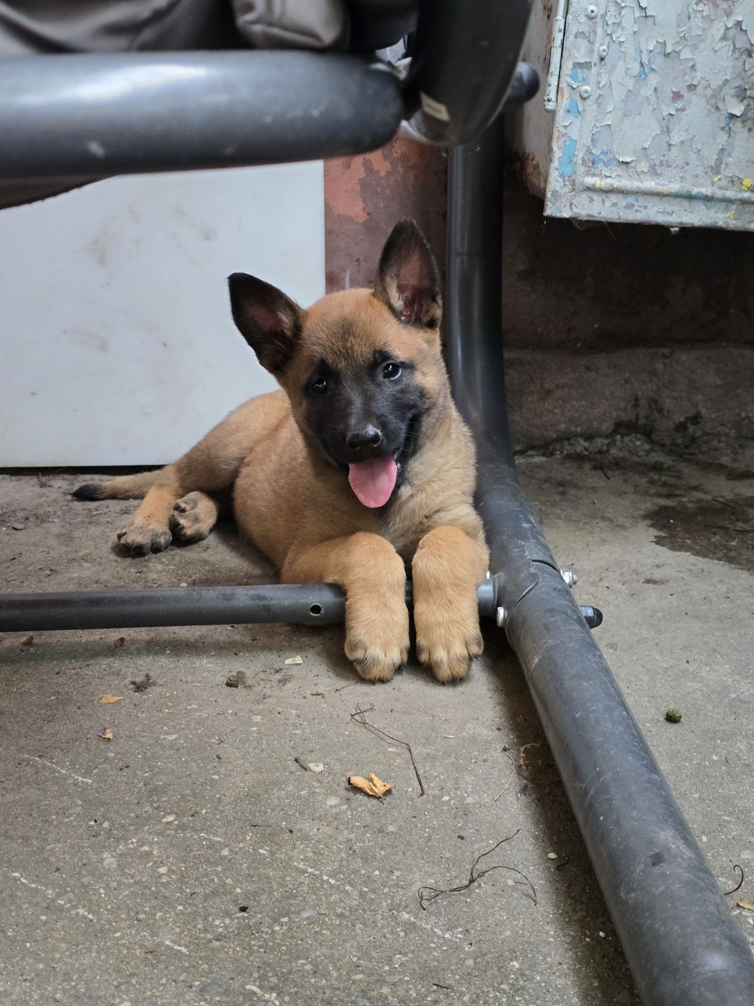 Pui Ciobănesc belgian(Malinois)
