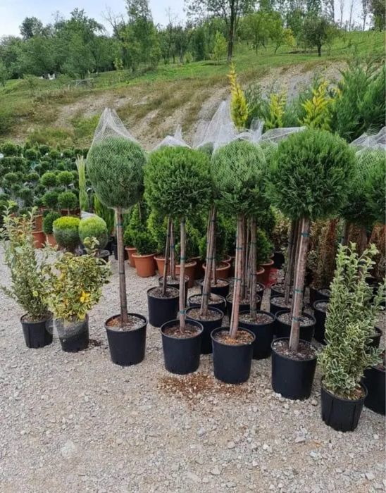 Plante ornamentale de difrte speci pret producator