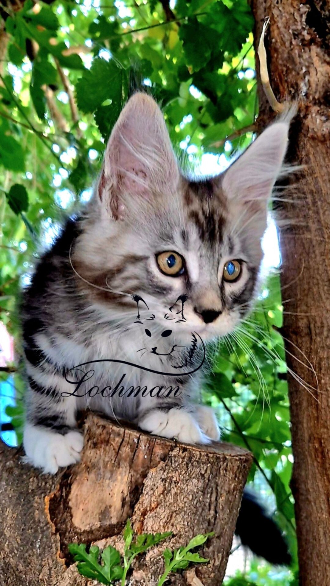 Мейнкун котята есть свободные