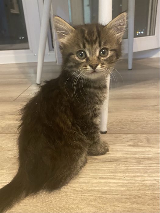 Отлам котенка- девочка.