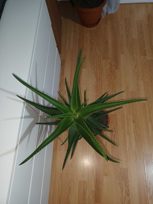 Plantă ornamentală