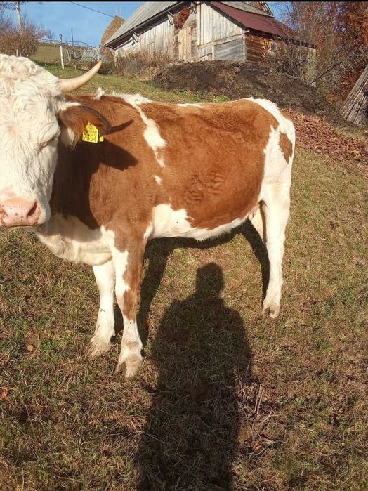 Vand 3 vaci si 2 vitei