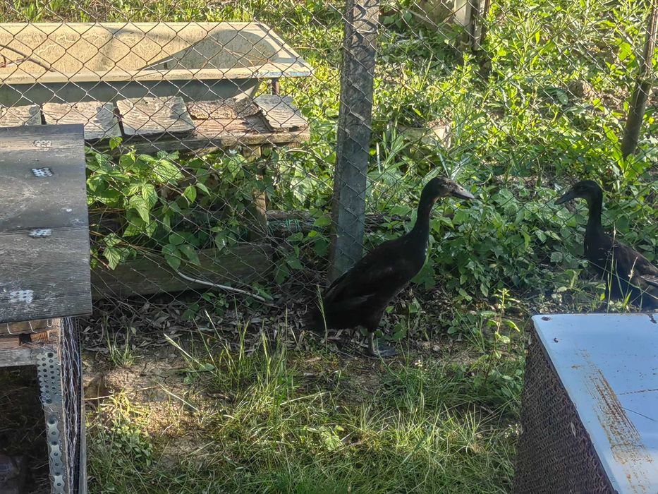 De vânzare două rațe indiene,mascul și femelă,nu livrez ,în țară.