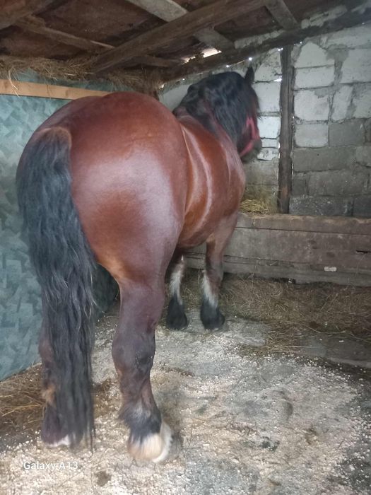 Vand armasar de 4ani