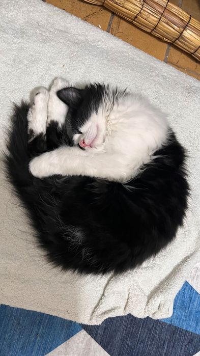 Ищем хозяйку для кошки 6мес