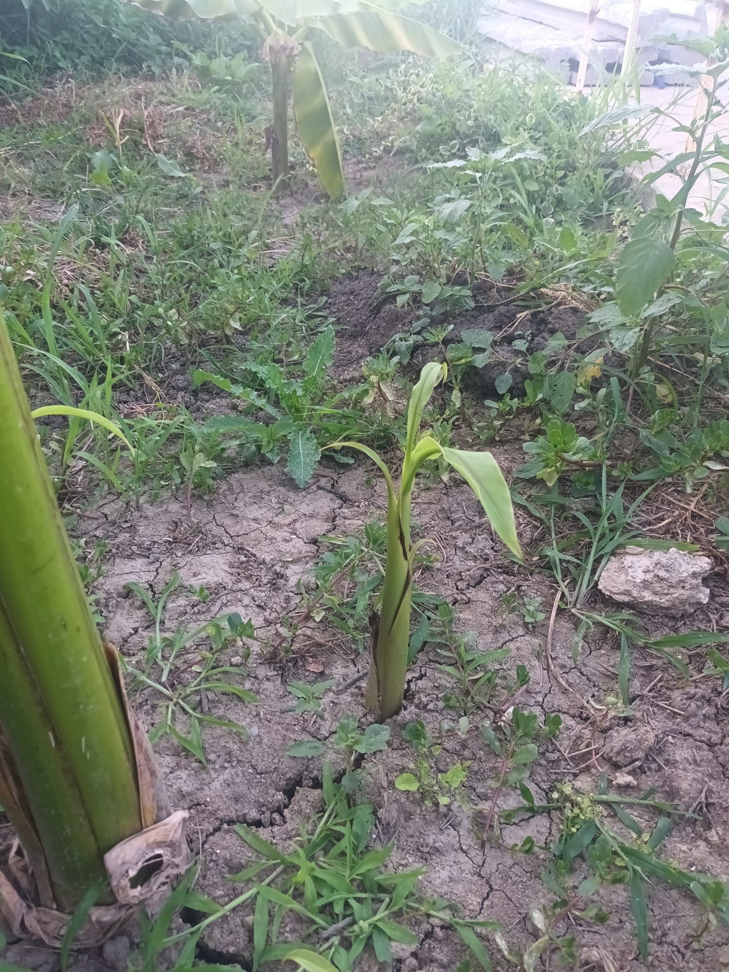 Seminte de palmier trachycarpus fortunei, bananier musa basjoo, bambus