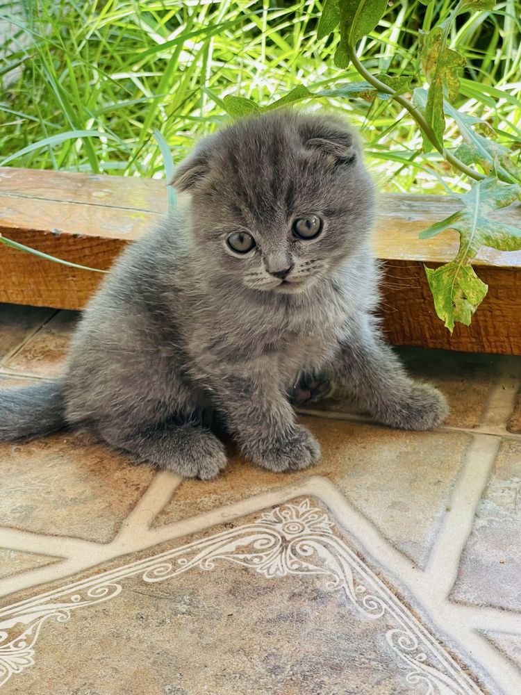 Котята чистокровные Шотладские Вислоухие