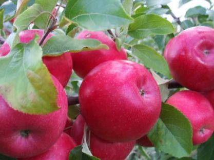 Măr Aroma de Zmeura