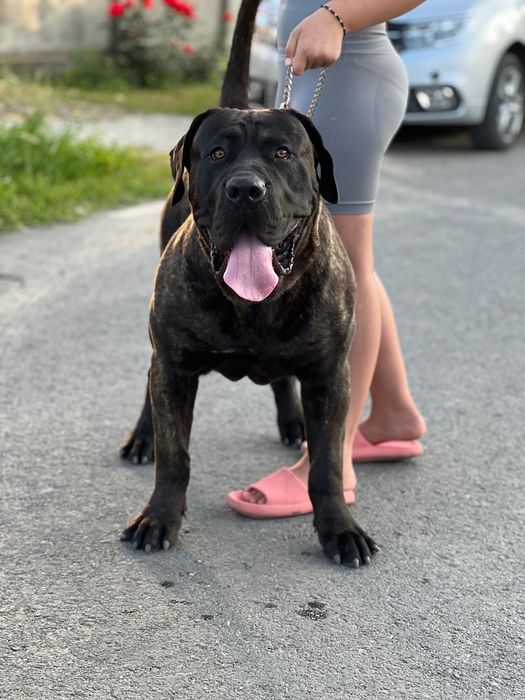 Mascul presa canario