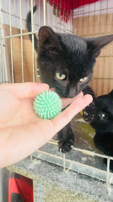 Pisicuțe negre spre adopție