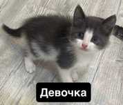отдам даром котят
