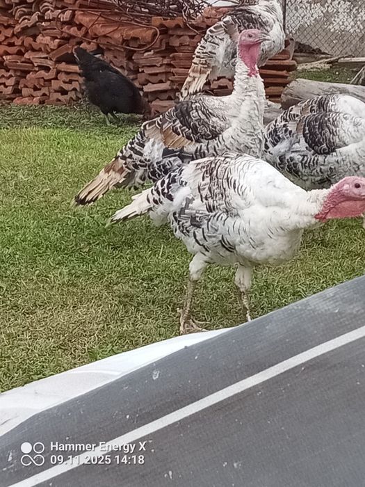 Домашни Пуики и Лебедови гъски