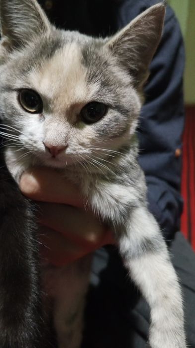 Отдам, только в добрые руки