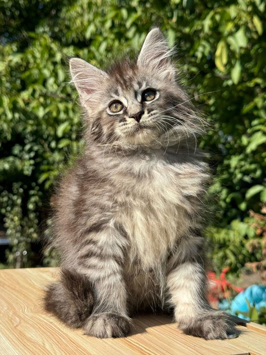 Мейн Куун Котки шоу-клас от елитен