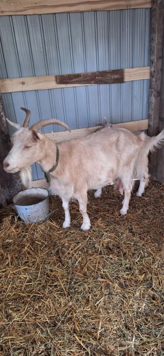 Capre carpatine de vanzare