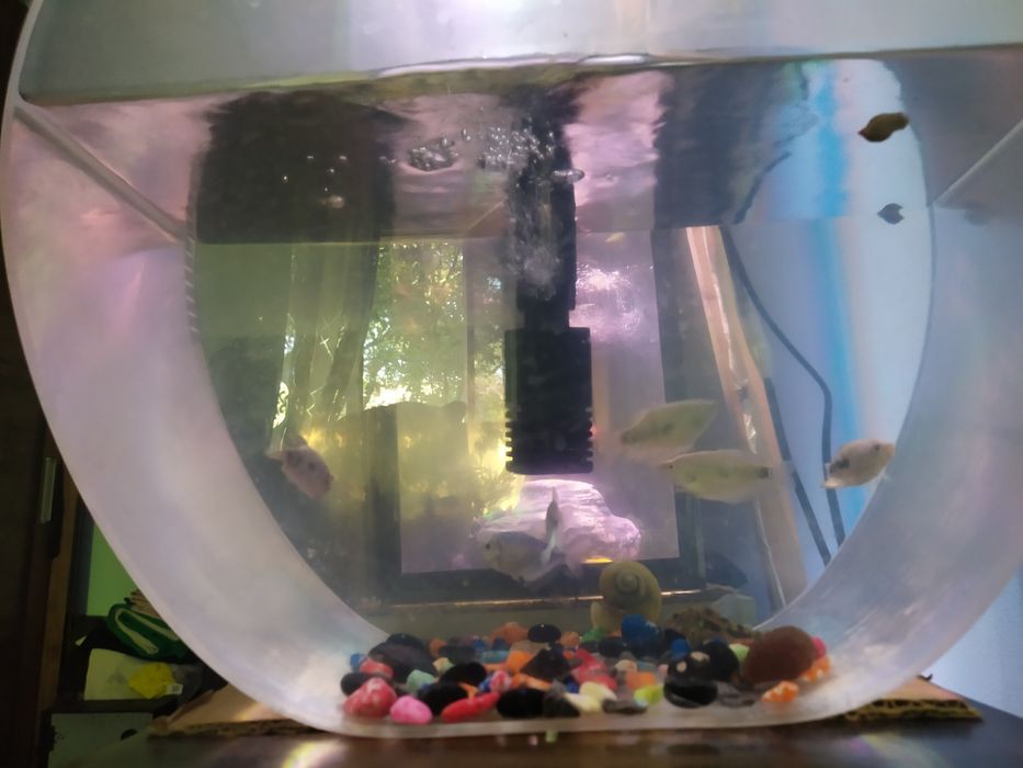 Продам  гурами мраморные  тернеции Данио меченосцы