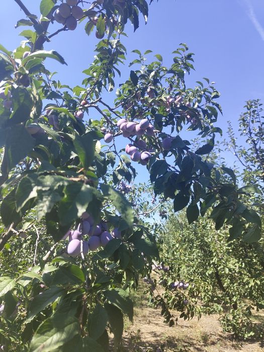 Prune anaspet , Olt