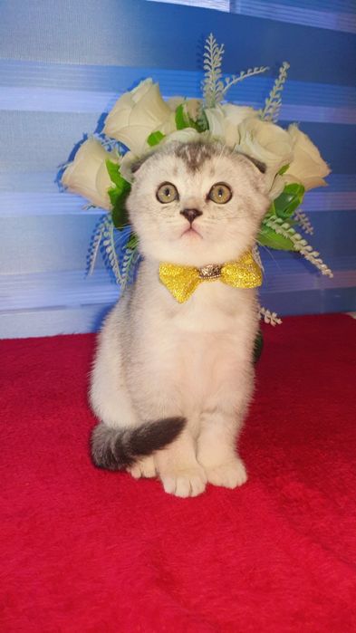 Продаётся котята