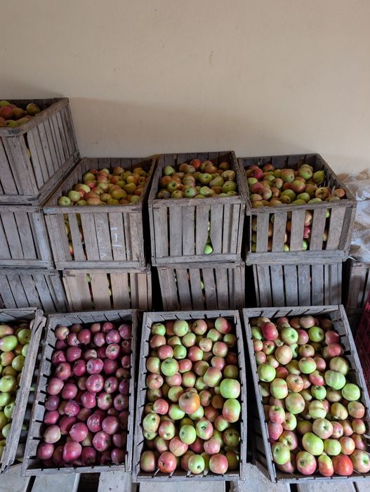 Vând mere pentru consum / suc producție proprie