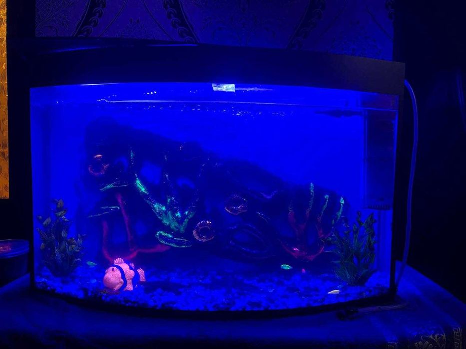 Аквариум балиғи билан