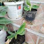 BANANIER Pitic.Musa Tropical